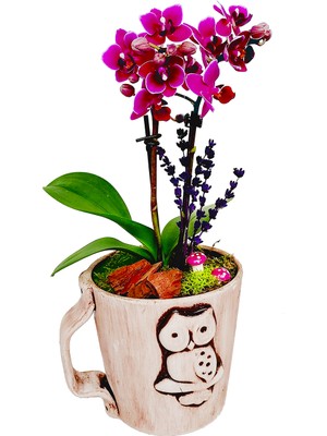 Çiçek Seli Baykuş Seramik Saksıda Orkide Çiçeği Canlı Iç Mekan Bitkisi & Hediye Çiçek &vintage