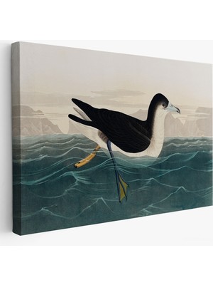 Harita Sepeti Robert Havell, John James Audubon Esmer Kuş TABLOSU-7034