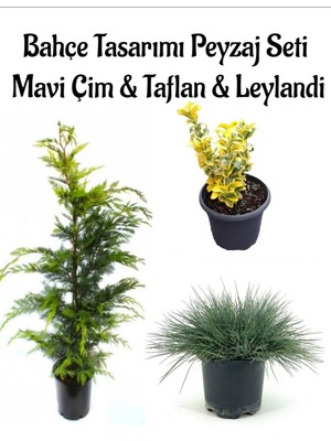 Bitkim Sende Mavi Çim 1 Adet Saksılı (10-20CM)+ALTUNI TAFLAN(20-40CM)+LEYLANDI Çam 1ADET Bahçe Seti