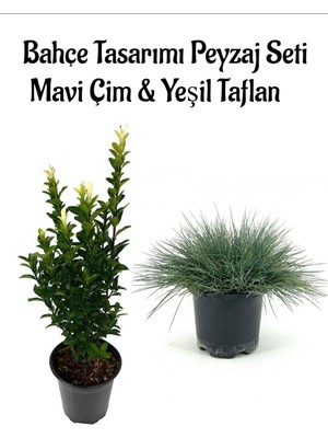 Serada Decor Plant Mavi Çim 1 Adet Saksılı (10-20CM)+YEŞIL TAFLAN(20-40CM) 1ADET Bahçe Seti