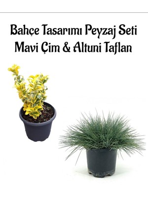 Serada Decor Plant Mavi Çim 1 Adet Saksılı (10-20CM)+ALTUNI TAFLAN(20-40CM) 1 Adet Bahçe Seti