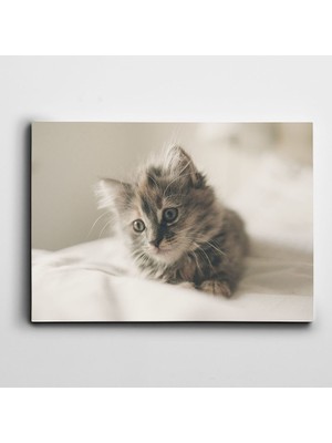 Dekolata Yavru Kedi Kanvas Tablo