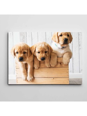 Dekolata Sandıkta Sevimli Köpekler Kanvas Tablo