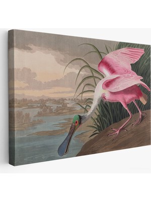Harita Sepeti John James Audubon - Pembe Kaşıkçı Kuşu TABLO-7120