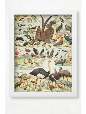 DuoArt Kuşlar-Birds-Adolphe Millot/vintage/ Ahşap Çerçeveli Poster/çerçeve Rengi:beyaz