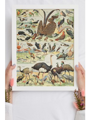 DuoArt Kuşlar-Birds-Adolphe Millot/vintage/ Ahşap Çerçeveli Poster/çerçeve Rengi:beyaz