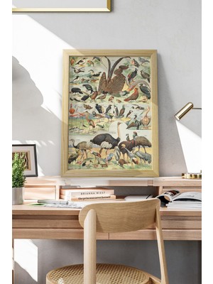 DuoArt Kuşlar-Birds-Adolphe Millot/vintage/ Ahşap Çerçeveli Poster/çerçeve Rengi:beyaz