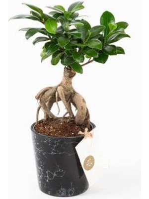 Doğa Garden Siyah Seramik Saksıda Ficus Ginseng Bonsai