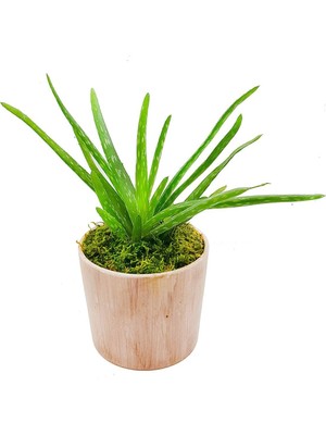 Doğa Garden Vintage Seramik Saksıda Aloe Vera & İç Mekan Bitkisi &Bitki & Ev Salon Ofis Bitkisi & 20-25 cm