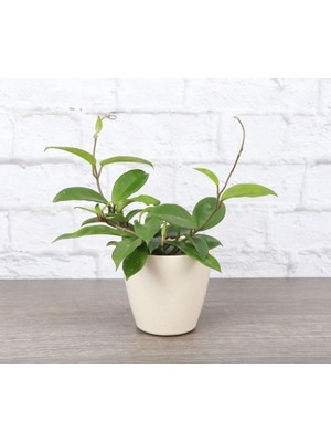 Doğa Garden Mum Çiçeği Hoya Carnosa Seramik Saksıda