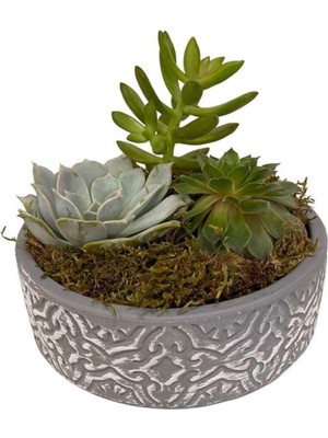 Doğa Garden Dekoratif Taş Saksıda Sukulent ve Kaktüs Aranjmanı