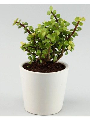 Doğa Garden Portulacaria Afra Para Ağacı Fil Azlığı