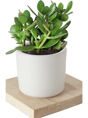 Doğa Garden Seramik Saksıda Crassula Ovata Para Çiçeği 5 Alman Süseni Fidesi