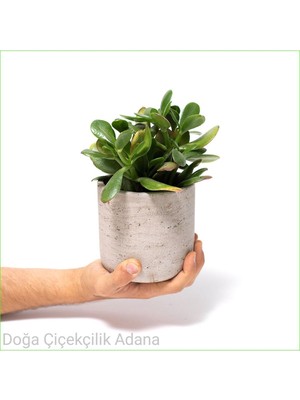 Doğa Garden Seramik Saksıda Para Ağacı Bereket Ağacı Crassula Ovata 01