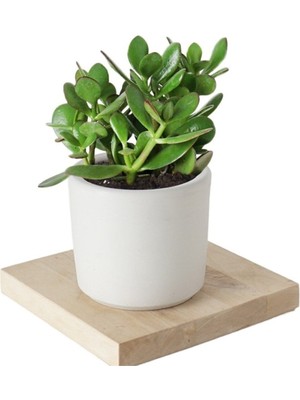Doğa Garden Seramik Saksıda Crassula Ovata Para Çiçeği+5 Alman Zambağı Soğanı