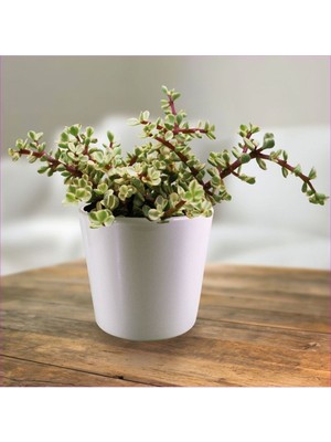 Doğa Garden Hediyelik Dekoratif Saksıda Para Ağacı Bereket Ağacı Afra Bonsai