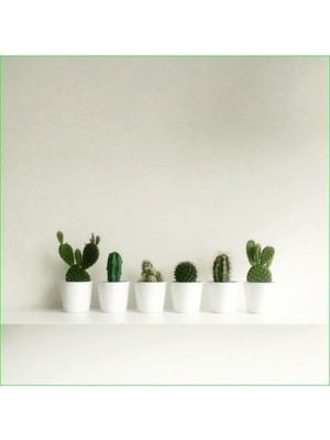 Doğa Garden Mini Seramik Saksılarda 6'lı Kaktüs Seti