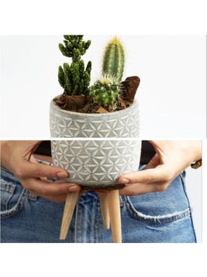 Doğa Garden Ayaklı Şık Beton Saksıda Kaktüs Aranjmanı