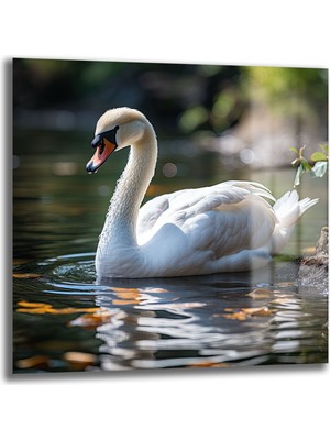 Glazella Kuğu Kare Cam Tablo