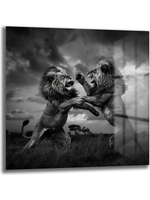 Glazella Aslan Dövüşü Kare Cam Tablo