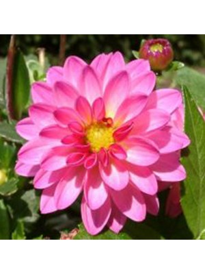 Arzuman Dahlia (Yıldız) Çiçeği Tohumu 30 Adet