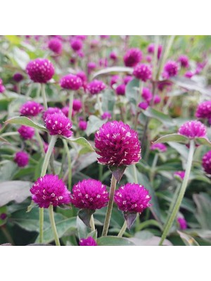 Arzuman Hanım Düğmesi Çiçeği Tohumu 20 Adet