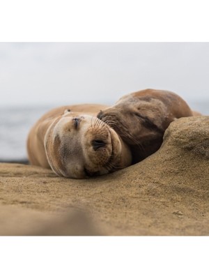 Jeronkarji Deniz Aslanı Çift La Jolla'da Sarılma Tablo Ahşap Poster Dekoratif