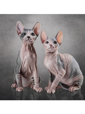 Jeronkarji Sphynx, Tüysüz Iki Kedi Çizimi Tablo Ahşap Poster Dekoratif