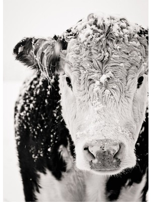 Jeronkarji Tüylü Canavar Tablo Ahşap Poster Dekoratif