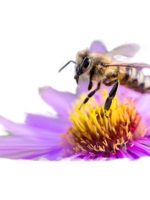 Jeronkarji Arı - Arı Tablo Ahşap Poster Dekoratif