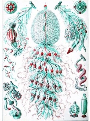 Jeronkarji Doğada Sanat Formları - 80 Numaralı Inanılmaz Hd Vintage Tasarım Tablo Ahşap Poster Dekoratif