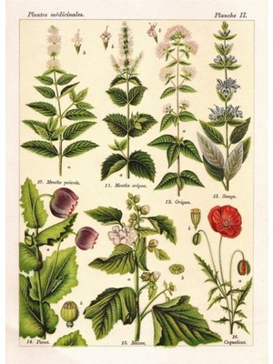 Jeronkarji Fransız Botanik - Henri Coupin - Bitkiler Tıbbi Bitkiler Planche 2 Ahşap Poster