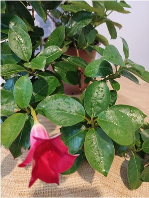Sandavillla Sarmaşığı (Brazilian Jasmine, Mandevilla Sanderi, Mexican Love Vine)