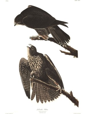 Jeronkarji Gyrfalcon - John James Audubon Tablo Ahşap Poster Dekoratif