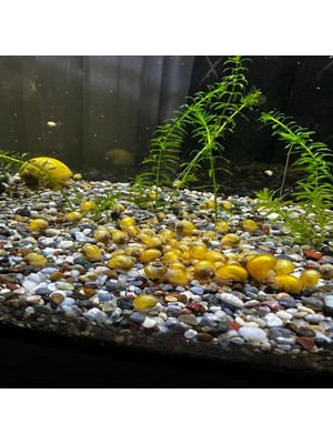ODN 1 KG. Dolomit Taşı 1-3 cm Doğal Dekorasyon Taşı, Saksı ve Bahçe Taşı, Dekoratif Teraryum Akvaryum Çakıl Taşı