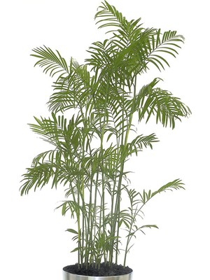 Antepistachios Antep Pistachios Bambu Palmiyesi 5 Adet Tohum Yeni Sezon Ürünü