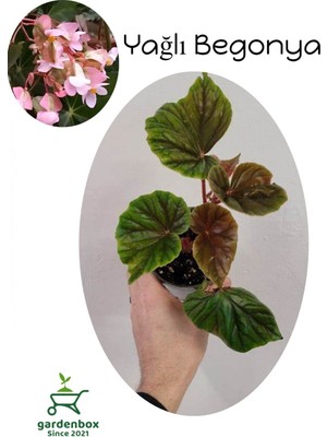 Garden Box Pembe Çiçekli Yağlı Begonya Çiçeği 1 Adet Saksılı 20-40CM