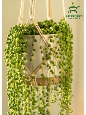 Garden Box Tespih Çiçeği Makrome Saksılı 20-30CM Salon Bitkisi