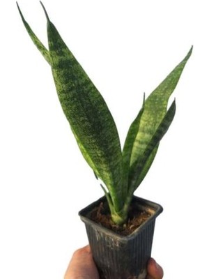 Bitkim Sende  Kılıç Bitkisi Iç Mekan 1 Adet Saksılı 15-25CM(Sanseveria Trifasciata)