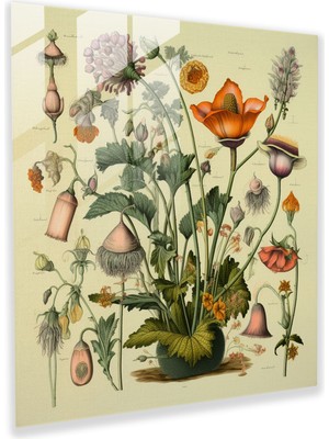 Tıp Botanik Cam Baskı - Tıp, Şifalı Bitkiler, Cam Baskı, Doğa Aşığı, 30X30