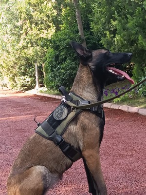 MG Tasma Tactical Haki Göğüs Tasması M - L Beden Yumuşak Dokulu Ayarlanabilir Konforlu Kullanım