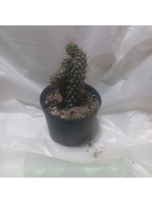 Home Çiçek Kaktüs Meksika Kaktüsü