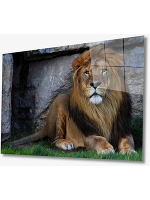 Miyrem  Miyrem Glasses Collection -A1^#  Aslan Hayvan Cam Tablo