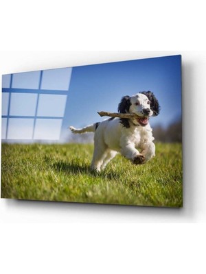 Miyrem  Miyrem Glasses Collection -A1^#  Köpek 3 Cam Tablo