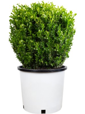 Öner Fidancılık Şimşir Fidanı 25-40 cm 4 Adet (Buxus Japonica Rococo)