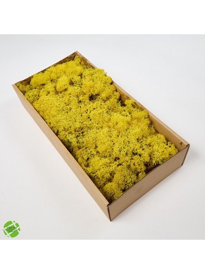 Neotan Reindeer Moss Sarı-Mavi 2'li Set Şoklanmış Ithal Norveç Yosunu