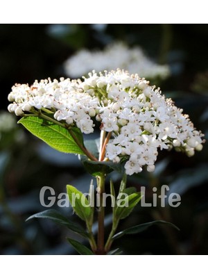 Gardina Kartopu Fidanı Parlak Yapraklı ( Viburnum Lucidum )