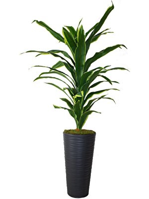 Güleç Yapay Çiçek Yapay Dracaena Fragrans Ağacı 175 cm Siyah Konik Saksı