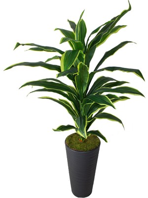 Güleç Yapay Çiçek Yapay Dracaena Fragrans Ağacı 175 cm Siyah Konik Saksı