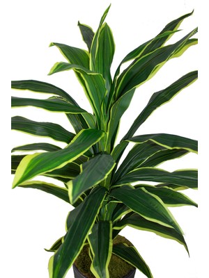 Güleç Yapay Çiçek Yapay Dracaena Fragrans Ağacı 175 cm Siyah Konik Saksı